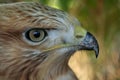 Close up picture to common buzzard