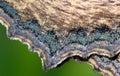 Close up Picture of Tortoiseshell butterfly wings showing the tiny scales. Royalty Free Stock Photo