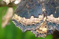 Close up Picture of Tortoiseshell butterfly wings showing the tiny scales. Royalty Free Stock Photo