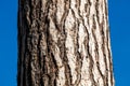 A close-up picture of a tree bark Royalty Free Stock Photo