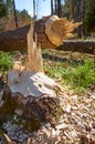 Close up picture of a tree cut down by a beaver