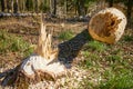 Close up picture of a tree cut down by a beaver Royalty Free Stock Photo
