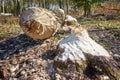 Close up picture of a tree cut down by a beaver