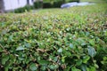 Close up picture of a trimmed green hedge UK