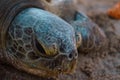 Close up picture of a turtle head resting on the beach Royalty Free Stock Photo