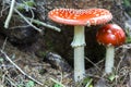 Close Up Picture Of Two Beautiful Bright Red And White Poisonous Mushrooms Fly Agaric Growing Together In The Forest. Beauty And D