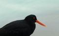 Close up picture of a Variable oystercatcher