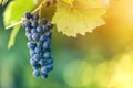 Close-up picture of vine branch with green leaves and isolated dark blue ripe grape cluster lit by bright sun on blurred colorful Royalty Free Stock Photo
