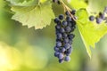 Dark blue ripening grape cluster lit by bright sun on blurred colorful bokeh copy space background Royalty Free Stock Photo