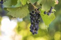 Dark blue ripening grape cluster lit by bright sun on blurred colorful bokeh copy space background Royalty Free Stock Photo