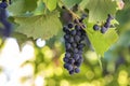 Dark blue ripening grape cluster lit by bright sun on blurred colorful bokeh copy space background Royalty Free Stock Photo