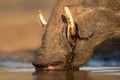 Close-up picture of a warthog drinking from a pool