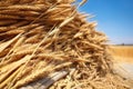 close-up picture of wheat sheaves stacked together