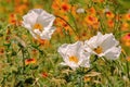 White Prickly Poppy Flowers