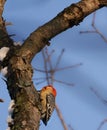 Close up picture of Woodpecker in tree