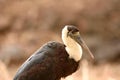 Close up picture of Woolly-necked Stork Royalty Free Stock Photo