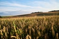 Close-up picture of yellow stalks of wheat rye oat barley with bright blue sky on field landscape. Agricultural development in Royalty Free Stock Photo