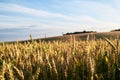 Close-up picture of yellow stalks of wheat rye oat barley with bright blue sky on field landscape. Agricultural development in Royalty Free Stock Photo