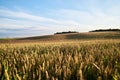 Close-up picture of yellow stalks of wheat rye oat barley with bright blue sky on field landscape. Agricultural development in Royalty Free Stock Photo