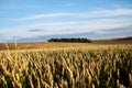 Close-up picture of yellow stalks of wheat rye oat barley with bright blue sky on field landscape. Agricultural development in Royalty Free Stock Photo