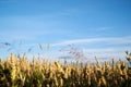 Close-up picture of yellow stalks of wheat rye oat barley with bright blue sky on field landscape. Agricultural development in Royalty Free Stock Photo