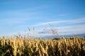 Close-up picture of yellow stalks of wheat rye oat barley with bright blue sky on field landscape. Agricultural development in Royalty Free Stock Photo