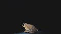 Close up picture of a young male brownish color toad sitting on the ground in the night with a black background Royalty Free Stock Photo