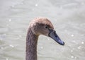 Close up picture of a young mute swan in Germany