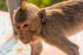 Close-up picture of a monkey.