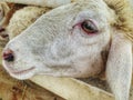 Close-up pictures of faces and cute sheep eyes in an open zoo