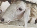 Close-up pictures of faces and cute sheep eyes in an open zoo