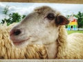 Close-up pictures of faces and cute sheep eyes in an open zoo