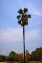 Close-up pictures of large palm trees, outdoor in summer, birds flying back to nest Sky background