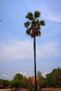 Close-up pictures of large palm trees, outdoor in summer, birds flying back to nest Sky background