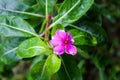 Close-up pictures of periwinkle flower with leaves