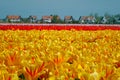 CLOSE UP: Picturesque shot of blossoming flowers in vast Dutch countryside. Royalty Free Stock Photo