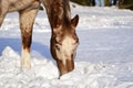 Close up of a piebald horse\'s head from a horse looking for fodder through the snow in a pasture in winter