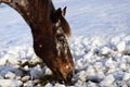 Close up of a piebald horse\'s head from a horse looking for fodder through the snow in a pasture in winter