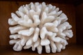 Close-up of a piece of natural white finger coral.