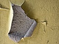 Close-up of piece of peeled paint from yellow painted wall Royalty Free Stock Photo