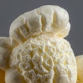 A close-up of a piece of popcorn reveals its unique texture and structure. The surface i Royalty Free Stock Photo