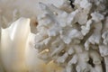 Close up of piece of white coral near a big shell Royalty Free Stock Photo