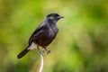 Close up of Pied Bushchat Royalty Free Stock Photo