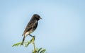 Close-up of Pied Bushchat (Saxicola caprata) Royalty Free Stock Photo