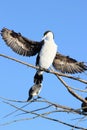 Close up of a Pied Cormorant Spreading its Wings