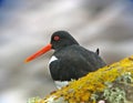 Close-up Pied Oystercatcher Royalty Free Stock Photo