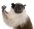 Close-up of Pied tamarin, Saguinus bicolor, 4 years old Royalty Free Stock Photo