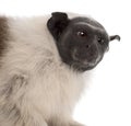 Close-up of Pied tamarin, Saguinus bicolor, 4 years old Royalty Free Stock Photo