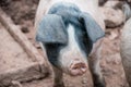 Close up of a pig with black ears in a farmyard in the UK