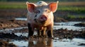 A close-up of a pig contentedly wallowing